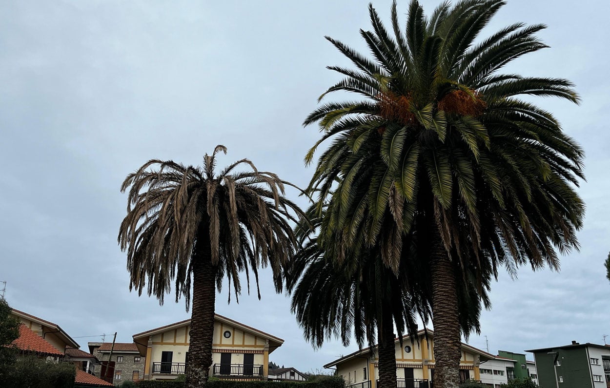 Picudo Rojo en Hondarribia (Ayto Hondarribia)