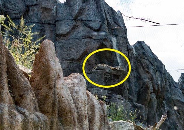 El leopardo estaba descansando plácidamente sobre una roca.