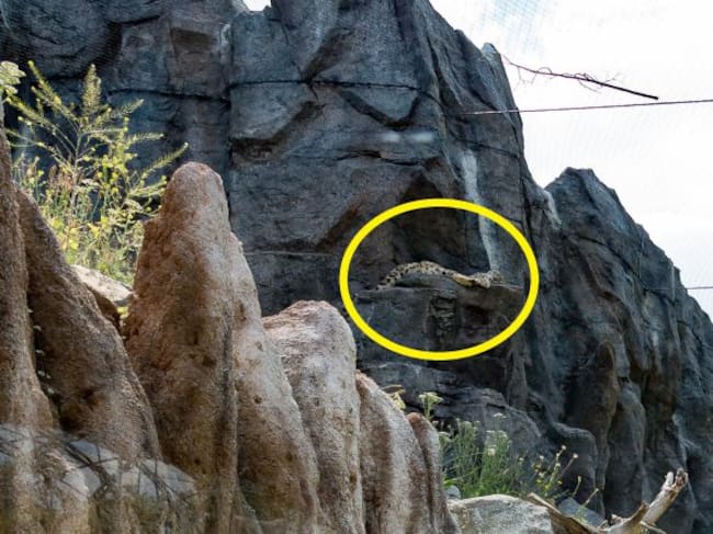 El leopardo estaba descansando plácidamente sobre una roca.