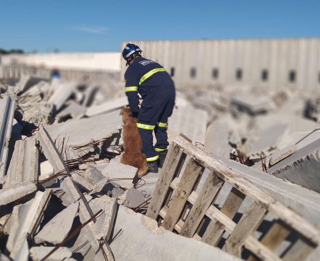 Uno de los perros de la Unidad Canina de los Bomberos de València