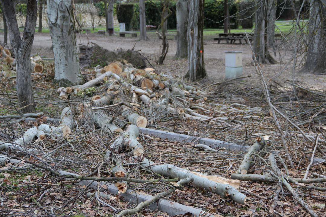 Árboles cortados en el parque de la Huerta del Duque de Cuéllar