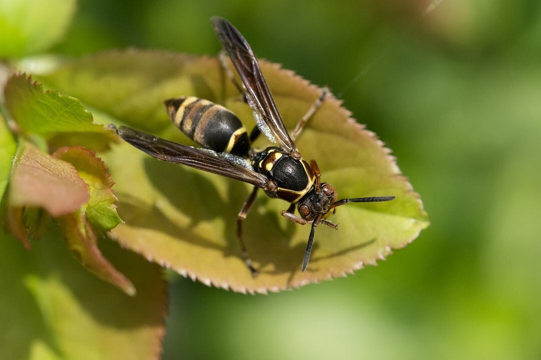 Ejemplar de avispa asiática