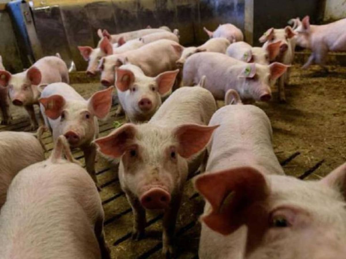 Alberto Garzón presenta un informe europeo que confirma el impacto negativo de las macrogranjas: "Cuando hicimos aquellas declaraciones estábamos respaldados por datos"