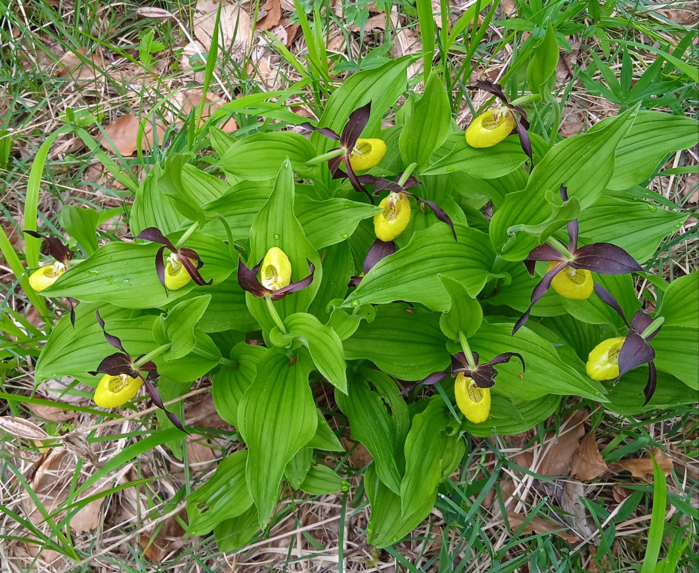 El zapatito de dama tiene unas flores muy vistosas y atractivas, de hecho, es la orquídea europea con flores mayores.