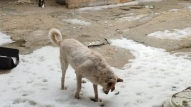 Refugio de la Asociación Huellas eternas, protectora de l'Ollería.