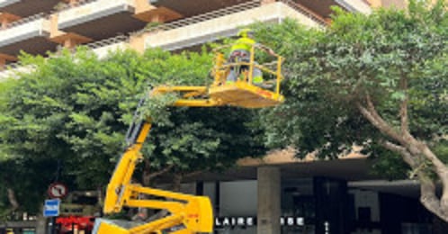 Poda de árboles urbanos en Vila