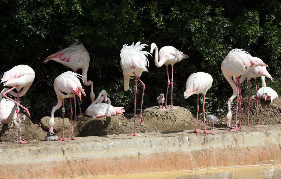 Imagen de los flamencos a la entrada al Zoobotánico de Jerez