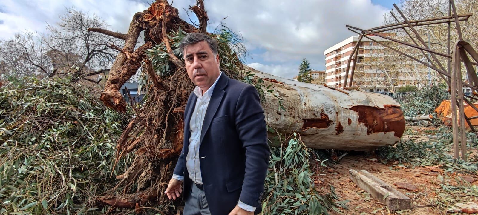 El responsable de Infraestructuras del Ayuntamiento de Córdoba, Miguel Ruiz Madruga, junto al eucalipto centenario del aparcamiento de Puerta Sevilla, afectado por el tornado