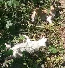 Gatos muertos en Jaén.