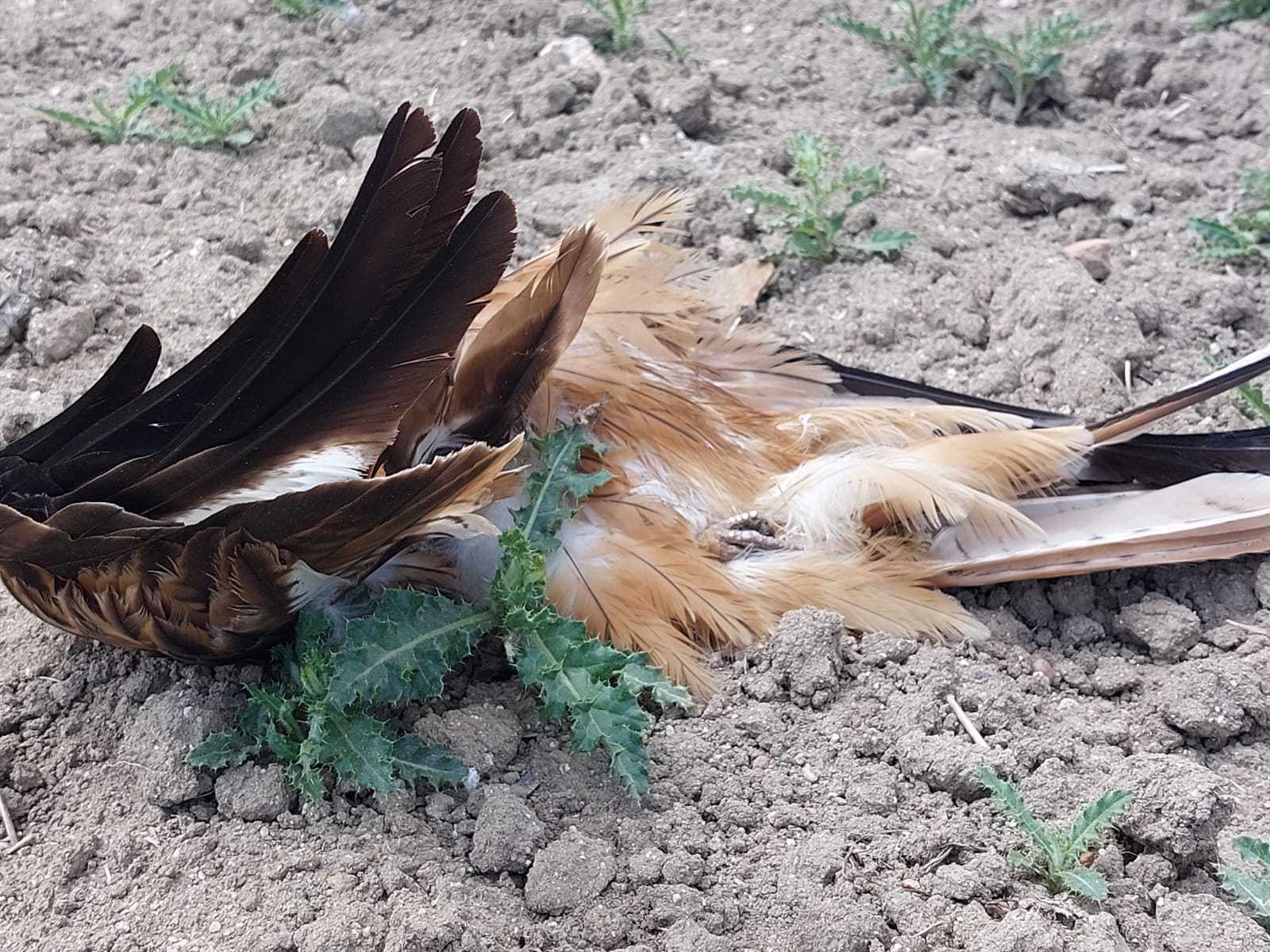 Restos de una de las aves electrocutadas en Sanchidrián