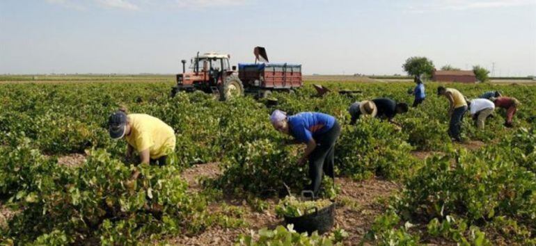 La semana que viene se generaliza la vendimia en Castilla - La Mancha con menos uva 