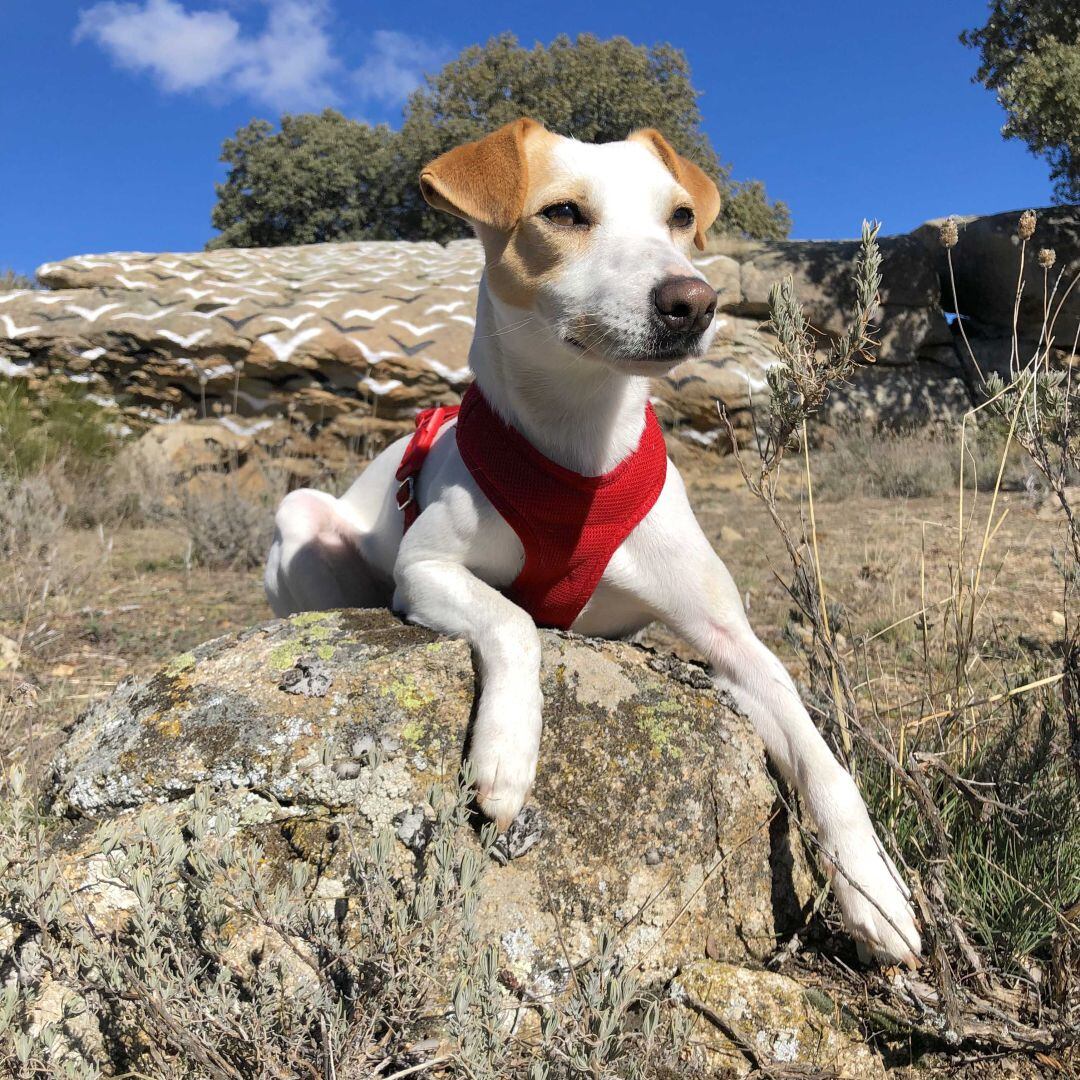 Pipper en el Museo de Ibarrola, en una visita anterior