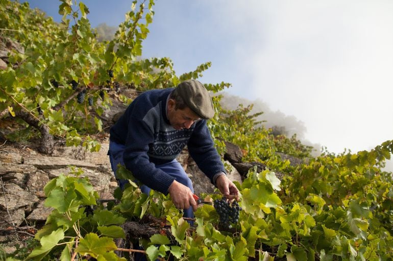 Un viicultor en la Ribeira Sacra