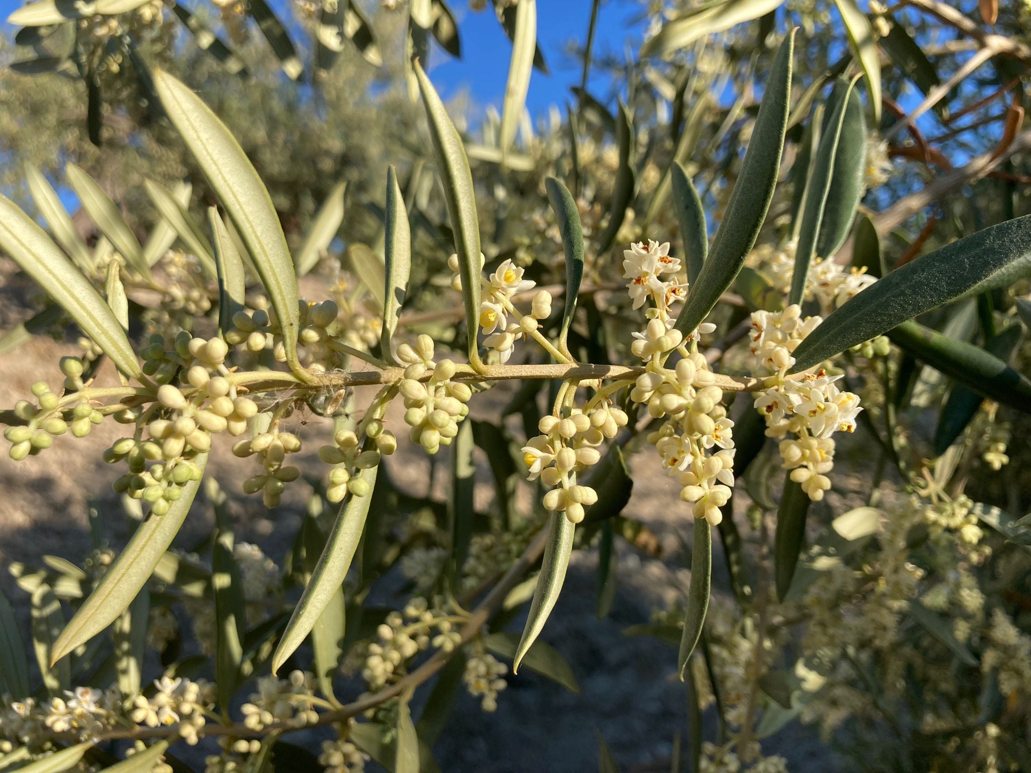 Trama es la flor del olivo tan característica en los campos de Alozaina (Málaga)