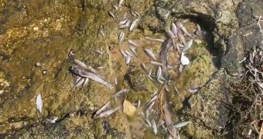 Siguen apareciendo peces y crustáceos muertos en el Mar Menor 