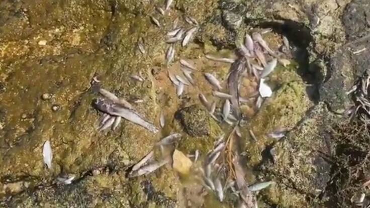 Hans-Günter Kellner anuncia en A Vivir que Deutschlandfunk emitirá un programa sobre el Mar Menor