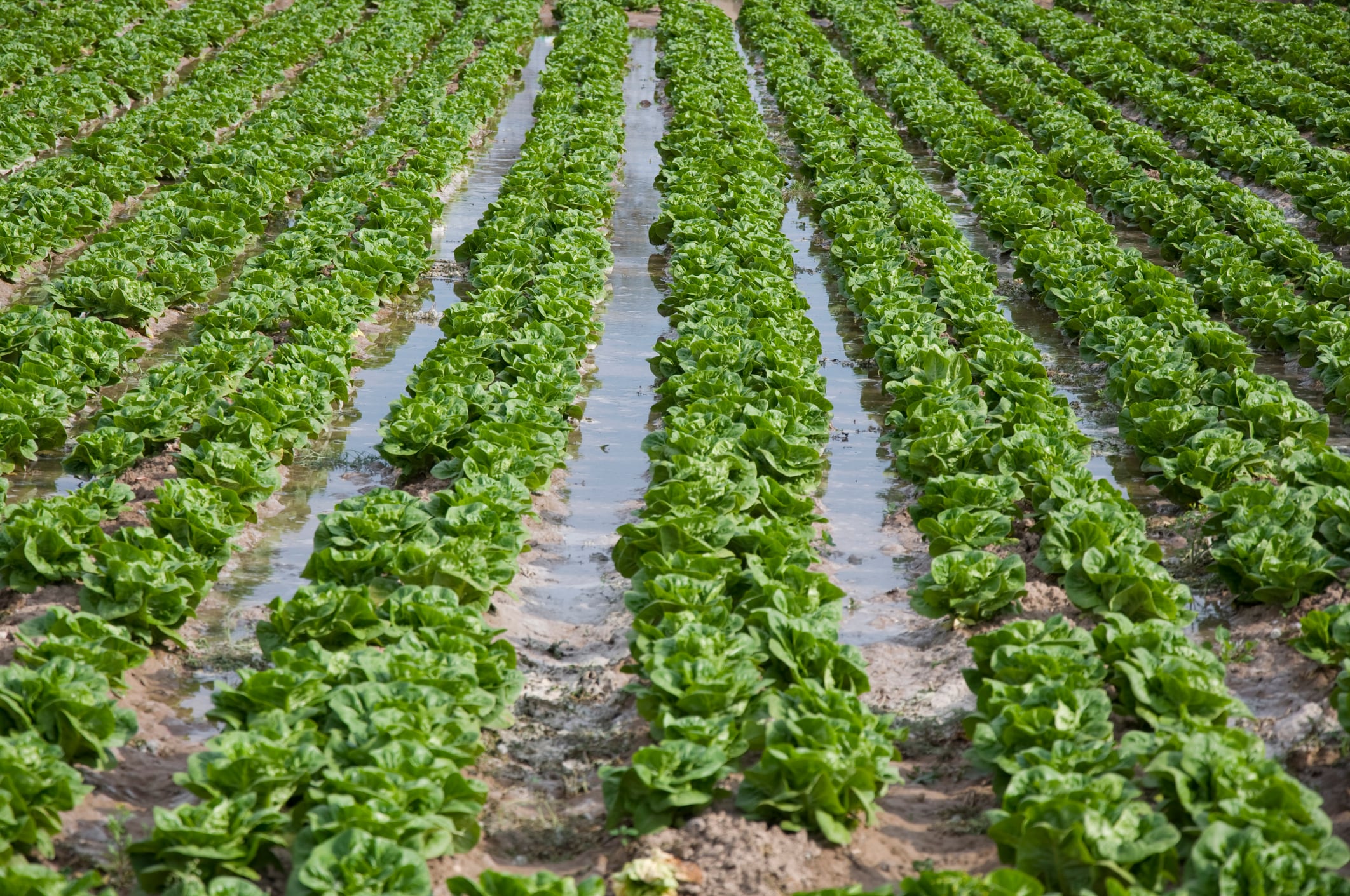 Imagen de archivo de una plantación de lechugas