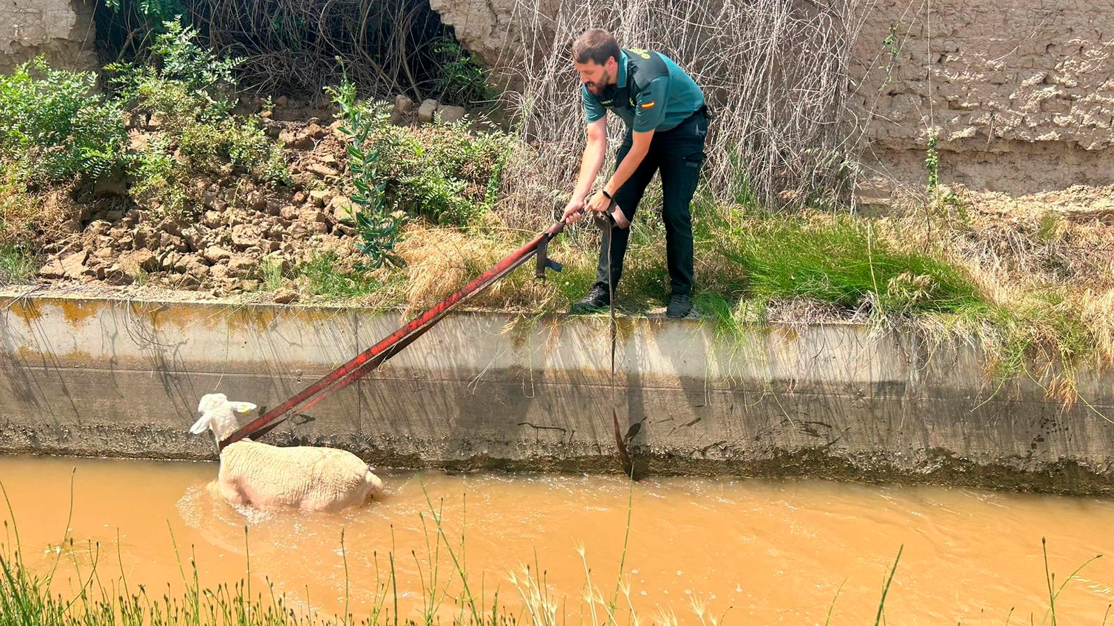 La Guardia Civil en el rescate de una oveja que había quedado atrapada en una acequia