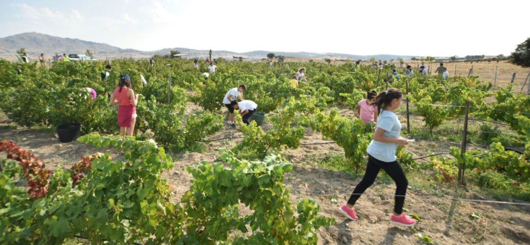 Estudiantes recogiendo la uva en el viñedo municipal de Colmenar 