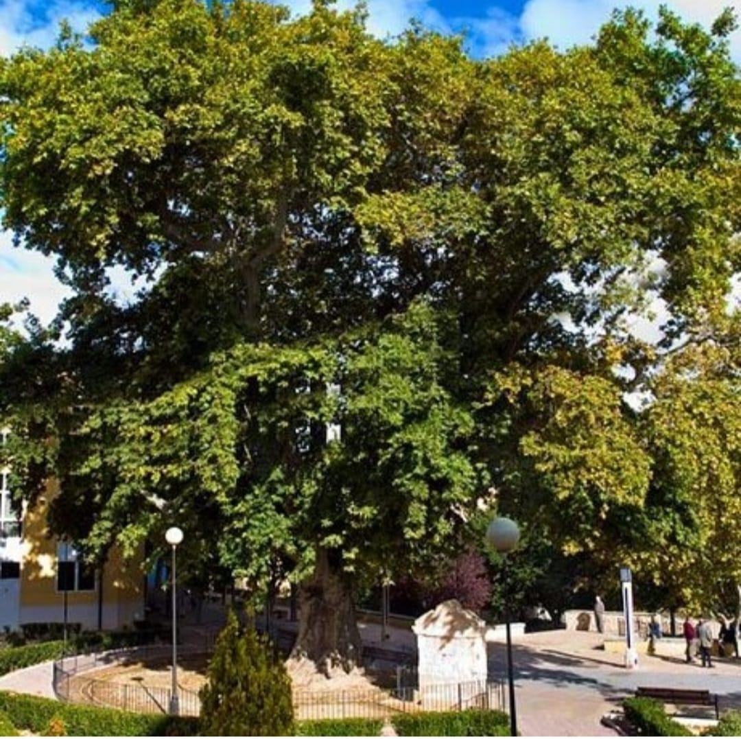 Arbol del Plátano de Biar