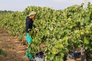 Un trabajador de Dehesa de los Llanos en plena vendimia