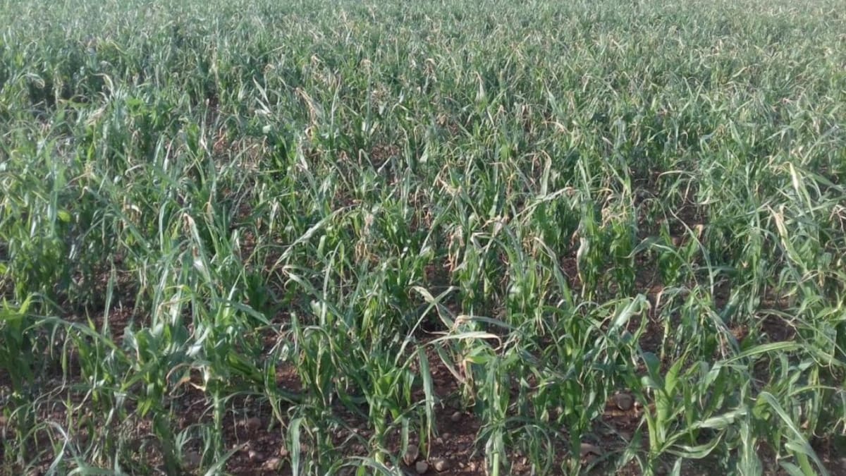 Entrevista a José Bernardo, responsable de Agroseguro en León (12/2/2024)