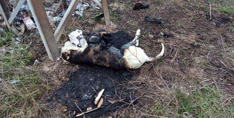 Cadáver a medio quemar del perro encontrado en Puertollano