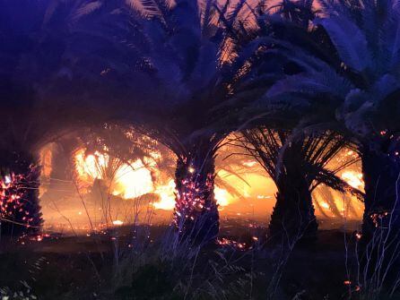 Las llamas han calcinado el vivero de palmeras