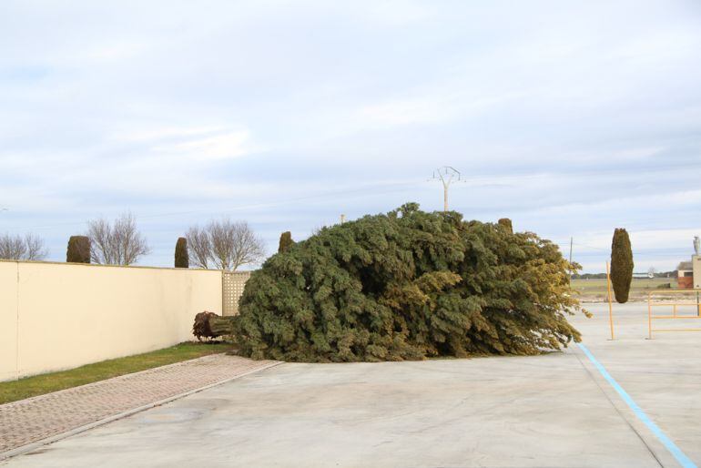 Árbol caído en el aparcamiento del cementerio de Cuéllar