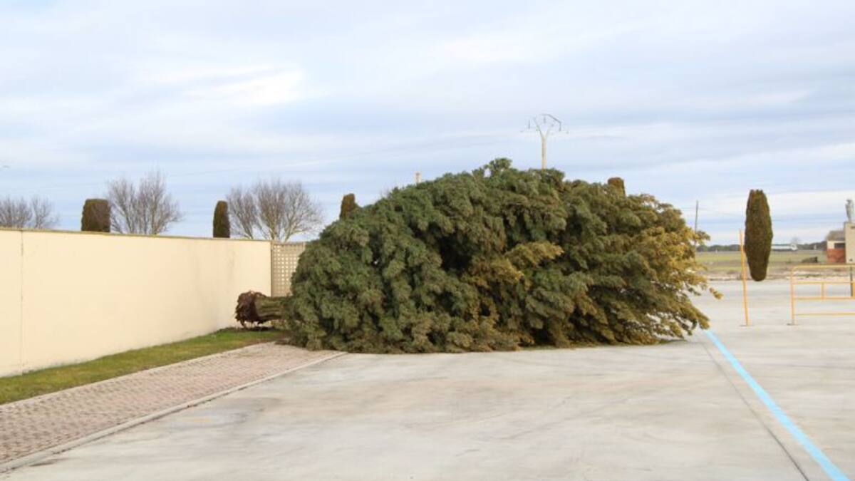 El temporal provoca la caída de un árbol en el aparcamiento del cementerio en Cuéllar