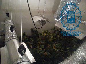 Detalle de la plantación hallada durante la operación policial en Ciudad Jardín