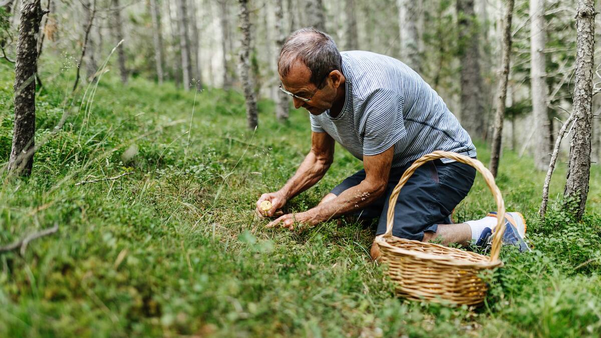 La Despensa Sonora: Temporada de setas, con Chema Traba