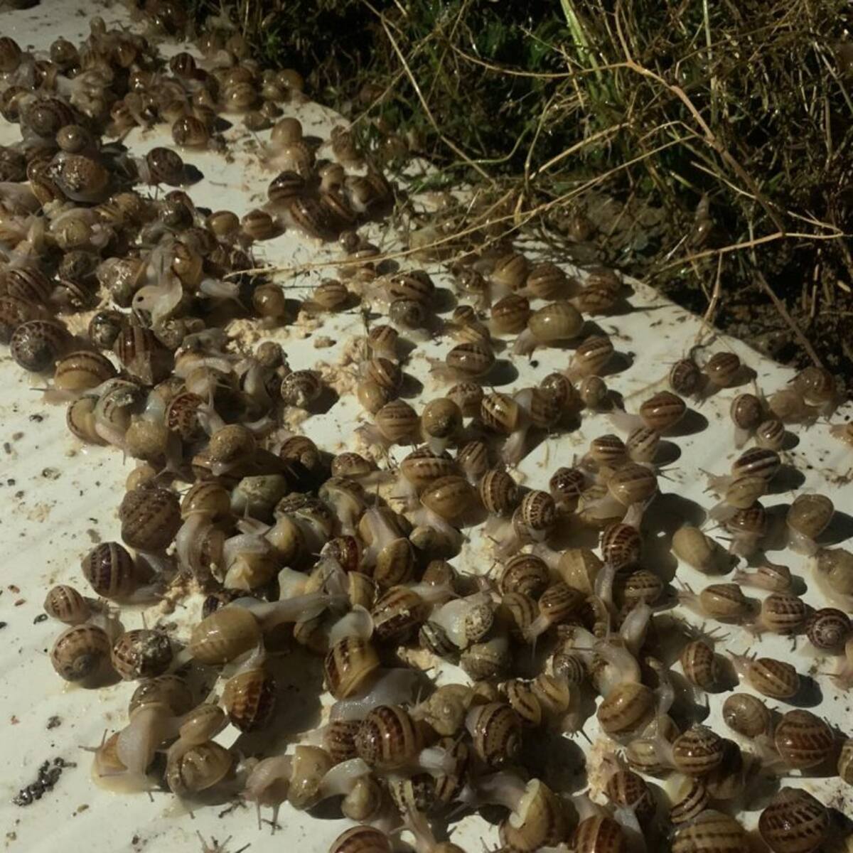 De gestionar un supermercado a una granja de caracoles: el arriesgado cambio de negocio de una joven pareja jiennense