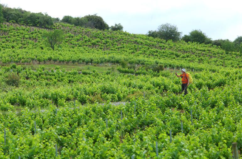 Viñas de la D. O. Vinos del Bierzo