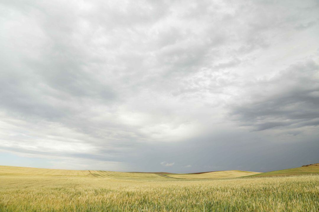 Campos de cereal en La Moraña