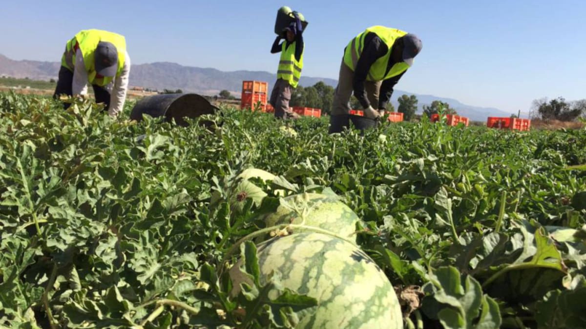 Plácido Pérez-Chuecos, presidente de COAG