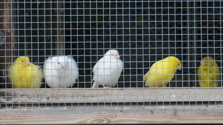 El gerente de BIOMascotas Peñafiel, Daniel García, repasa en la SER el cuidado de los canarios, una de las aves de compañía con un canto más bonito.