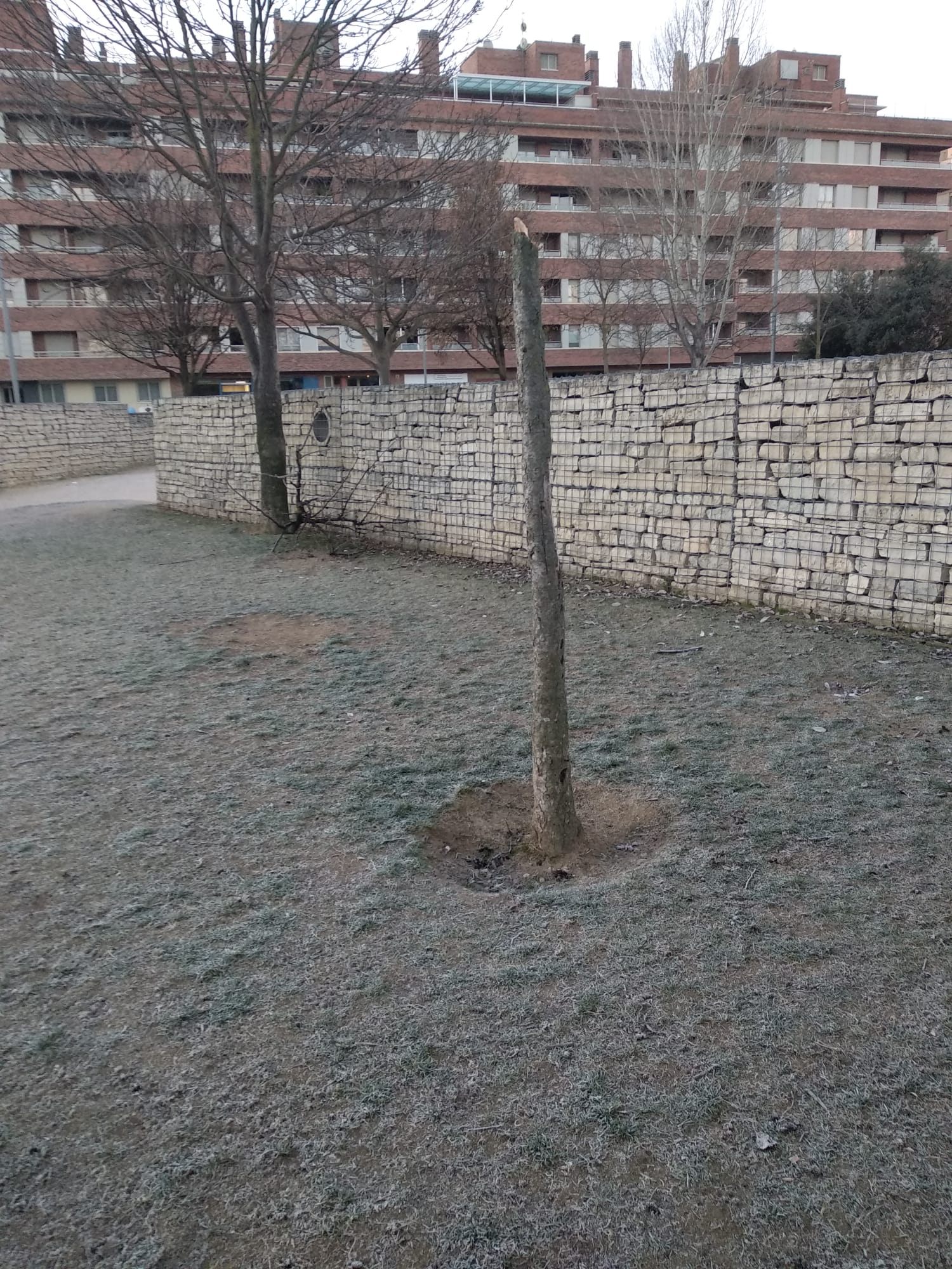 Arbol tronzado en el parque Padre Querbes