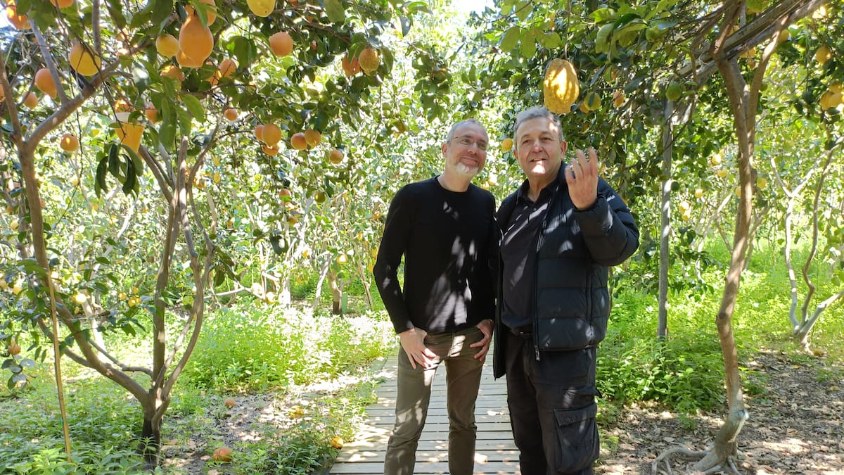 Un paseo por el huerto de cítricos de Vicent Todolí