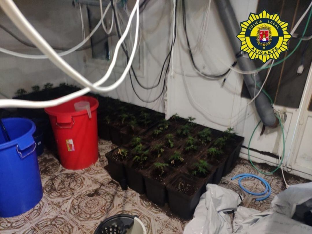 Imagen de la plantación de marihuana cedida por la Policía Local de Alicante