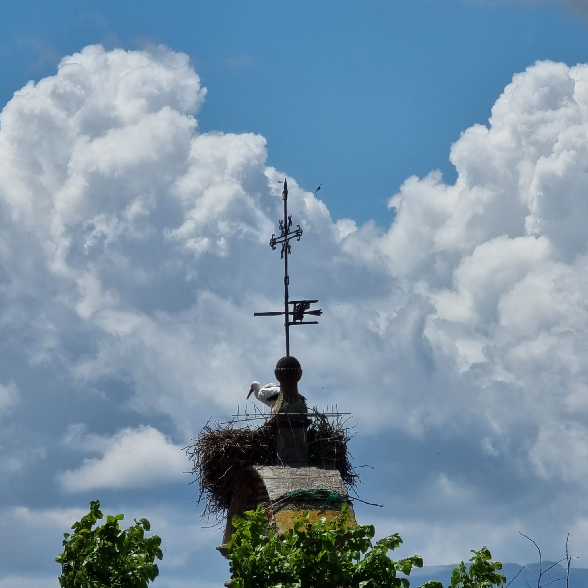 Cigüeña en el nido en una imagen de hace unos meses