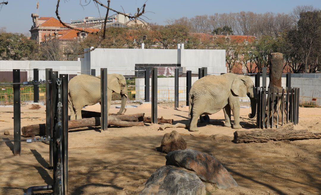 Imatge d&#039;arxiu d&#039;elefants al zoo de Barceona