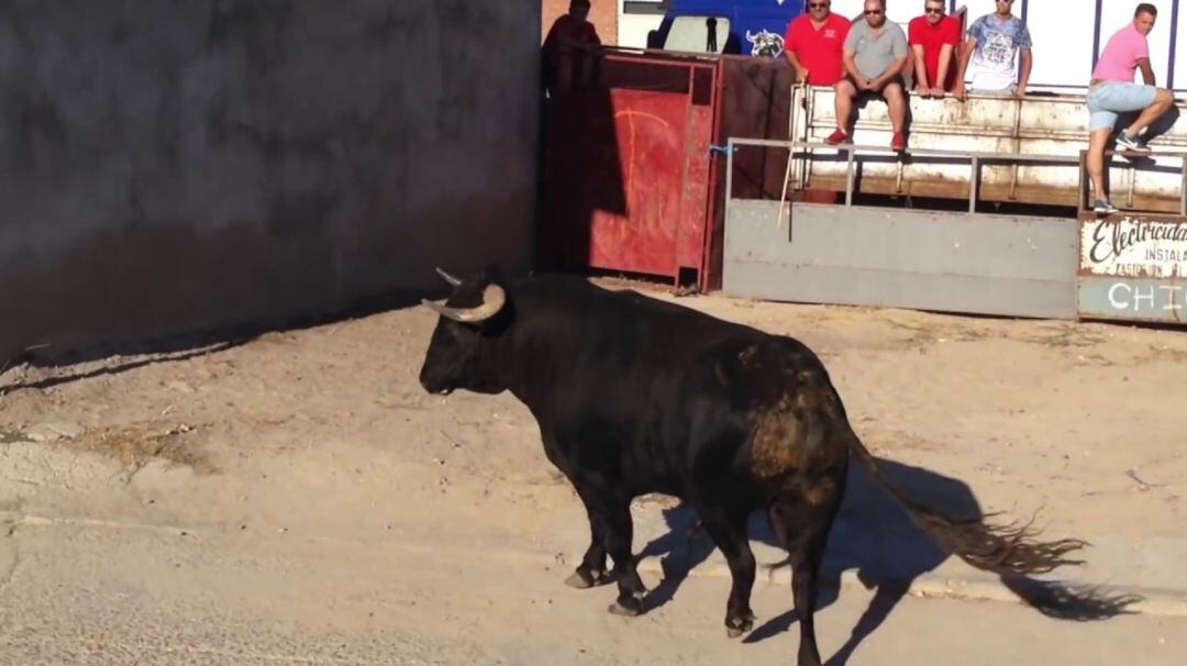 Un astado durante un encierro en El Carpio