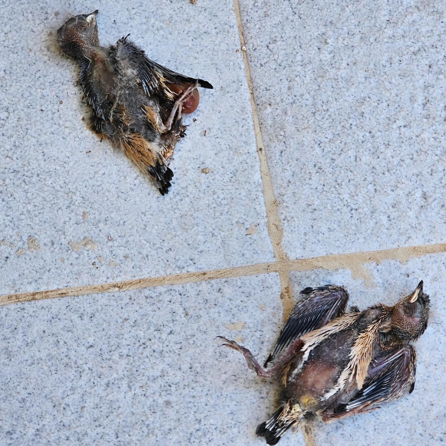 Pájaros muertos en Águilas