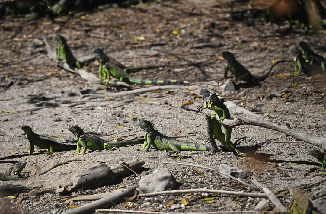 Iguanas verdes en una playa.