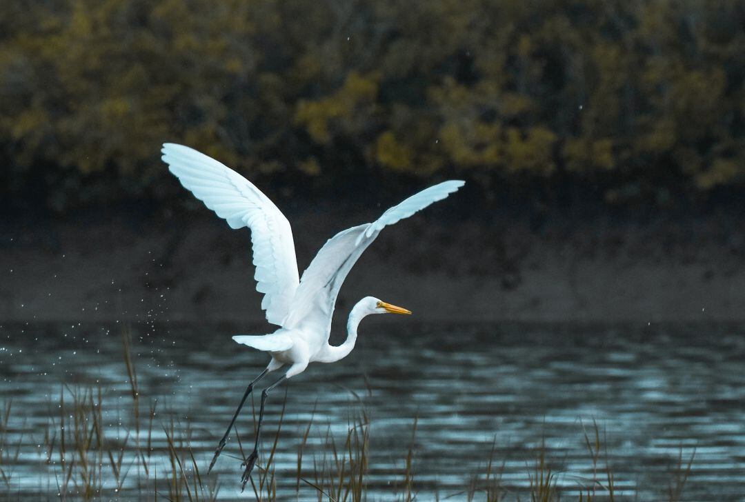 Imagen de una garza