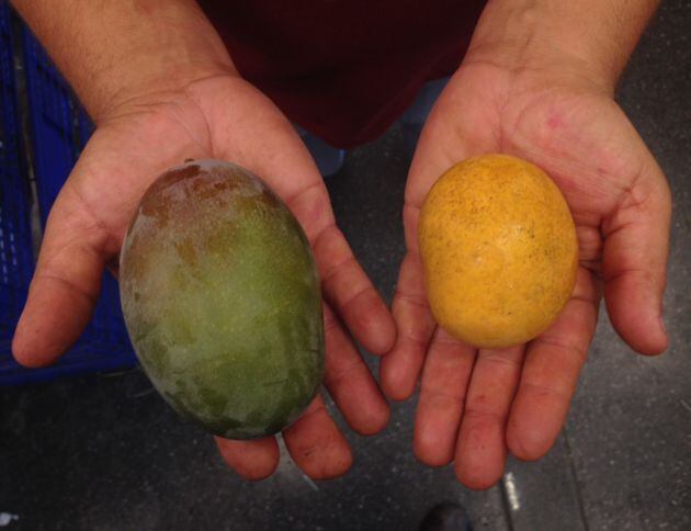 La manga y el mango.