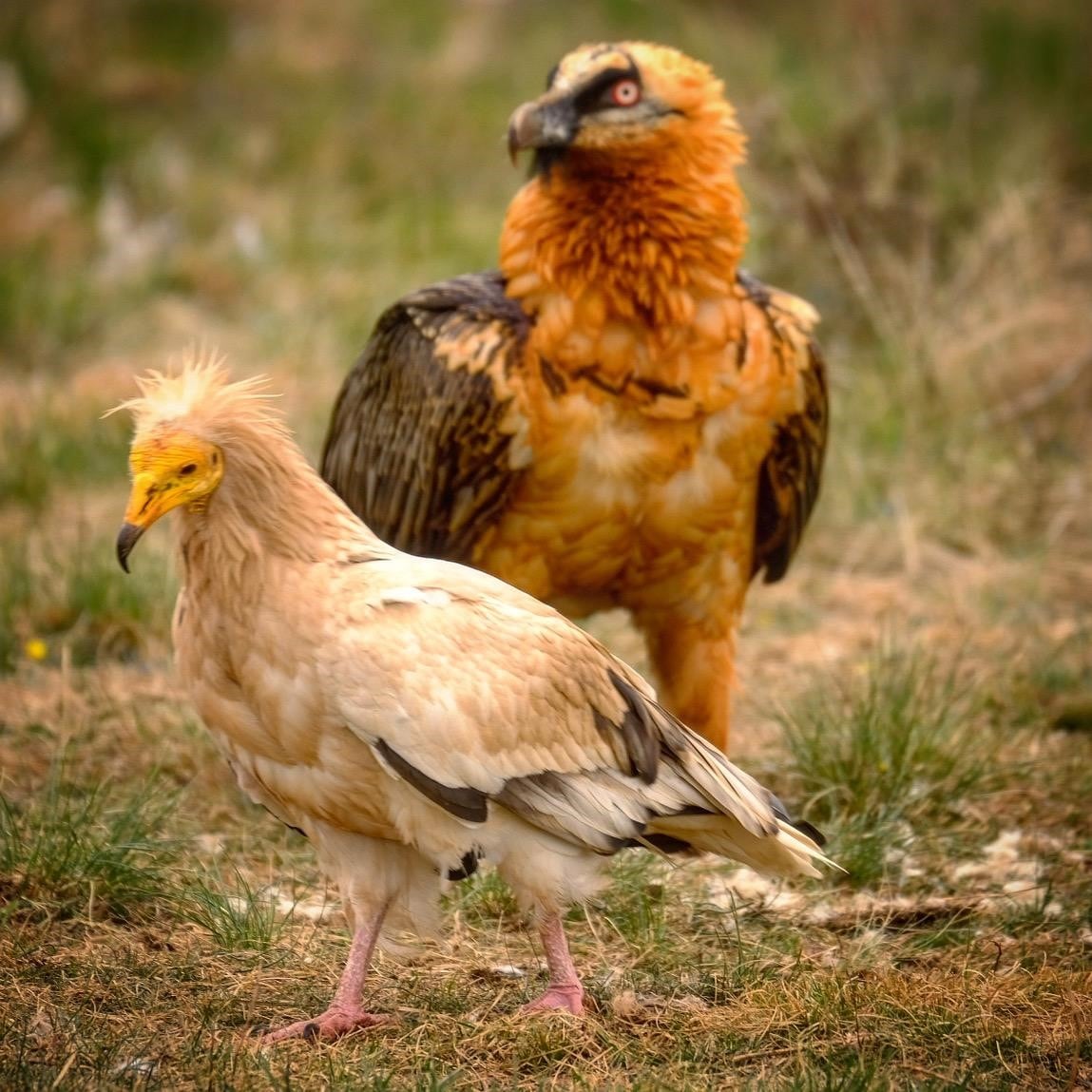 El Festival de Aves Punto Pirineos es una iniciativa pionera en la Comarca de Ribagorza