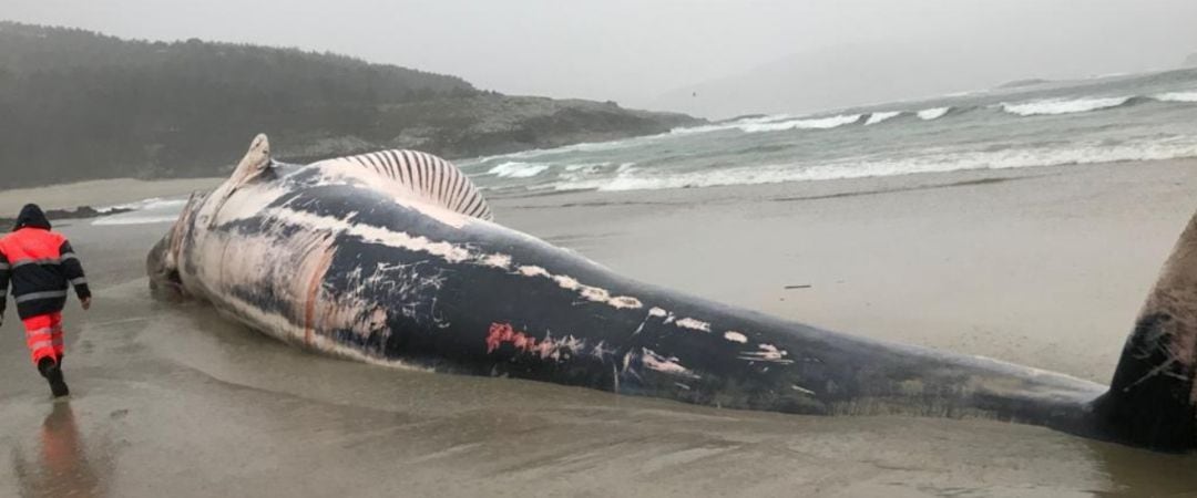 Ballena aparecida en Balarés