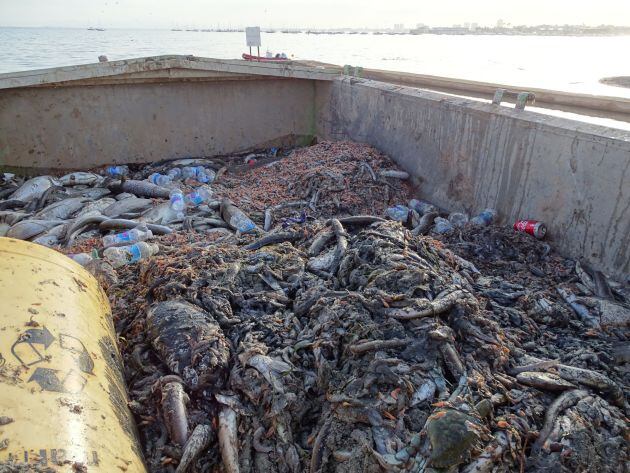 Miles de ejemplares muertos de fauna marina son recogidos de las orillas de las playas de San Pedro del Pinatar